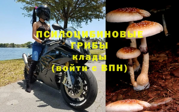 стафф Алзамай